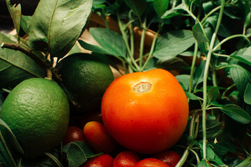 Tomato, lemon and other organic vegetables