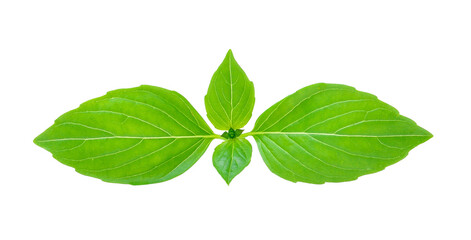 sweet basil leaf on transparent png