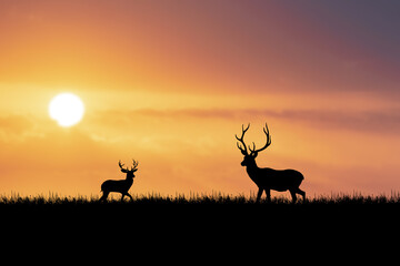Fototapeta na wymiar silhouette of a deer at sunset