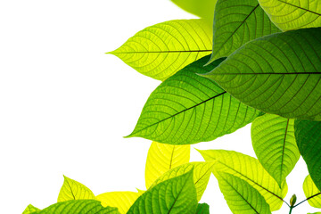 Kratom leaves green leafy plants to have benefits to help reduce fat.