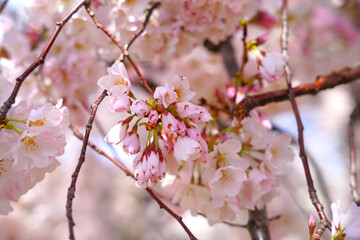 Pink cherry blossoms of a sakura cherry prunus tree in spring in Washington, DC