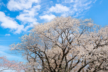 Naklejka premium 青空と満開の桜