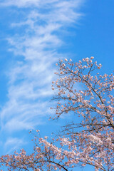 青空と満開の桜