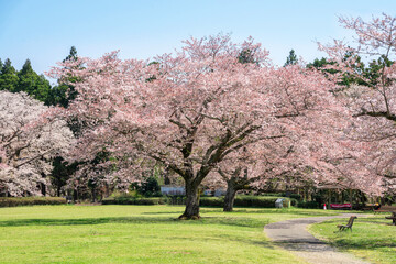 青空と満開の桜