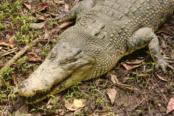estuarine crocodile, alligator on the edge of a murky pond