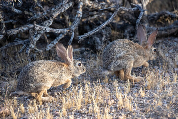 rabbits in the woods