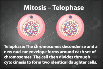 Process of mitosis telophase with explanations