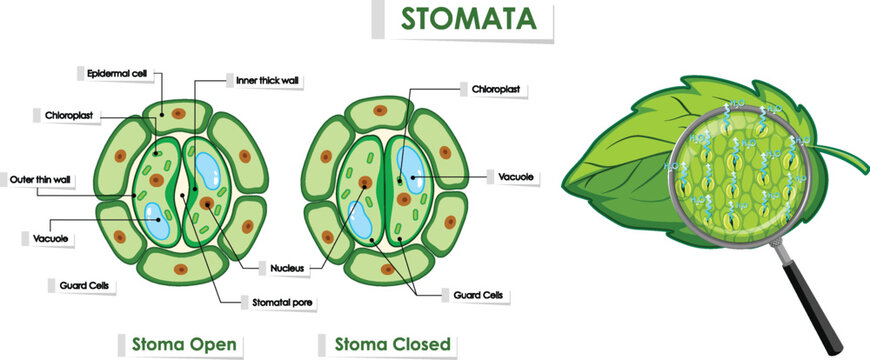 The opening and closing of stomata