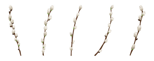 Set of pussy willow branches on white background - obrazy, fototapety, plakaty