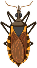 Kissing bug on white background