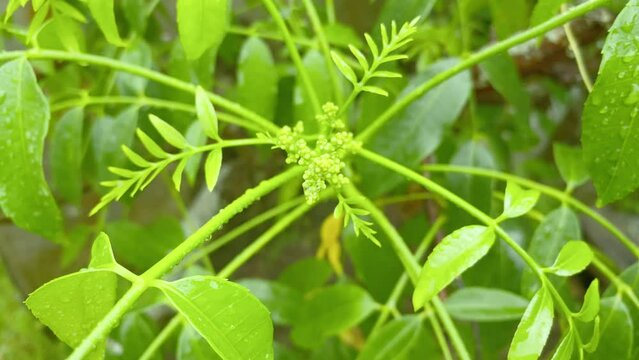 Ambarella or Kedondong Flower