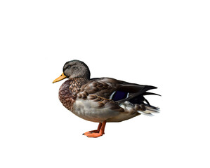 Side portrait of mallard duck standning isolated cutout