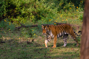 Fototapeta na wymiar A tiger walking in the woods