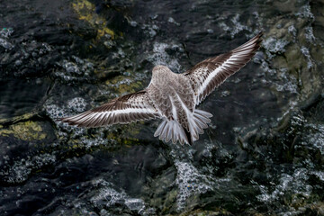 Flying Sanderling shorebird