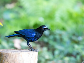 Malabar whistling thrush bird
