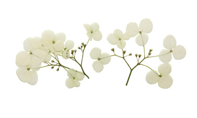 Pressed and dried flower hydrangea. Isolated on white background. For use in scrapbooking, floristry or herbarium.