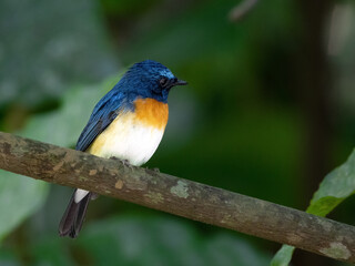 Bird tickells blue fly catcher