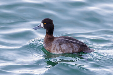 Greater Scaup bird