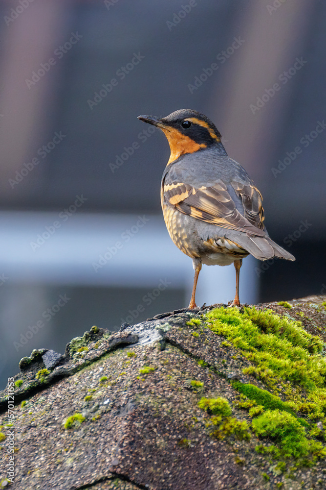 Wall mural Varied Thrush bird