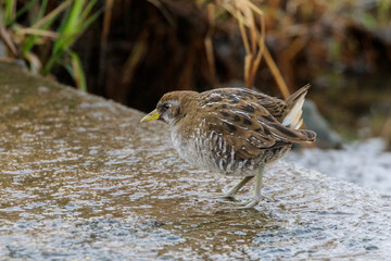  brown-and-gray marsh Sora