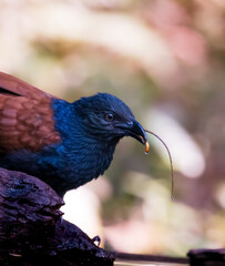 Greater coucal bird