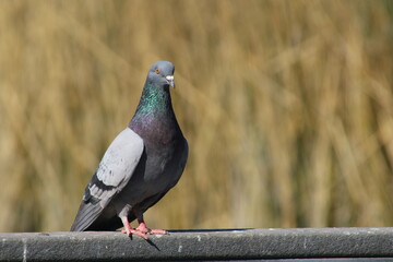 pigeon on the ground