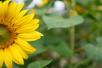 Sunflower in the warm sunlight