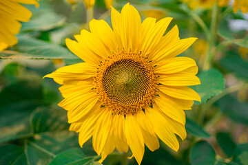 Fototapeta premium Yellow sunflower in the sunset light. Close-up. Sunflower, close-up. Yellow big flower.