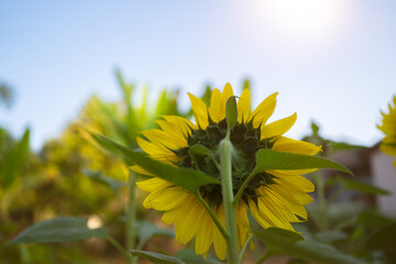 sunflower blossom from the back side
