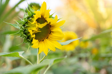 Unripe flower of the sunflower on field