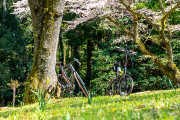 春のサイクリング