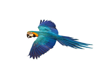 Colorful parrot flying isolated on transparent background png file. High quality instant download parrot png	