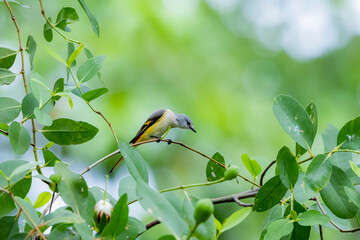The Scarlet Minivet on a branch