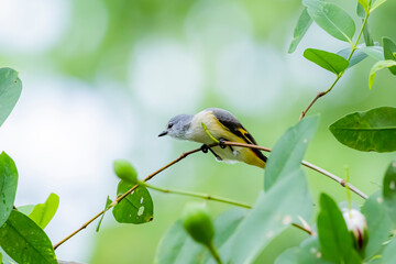 The Scarlet Minivet on a branch