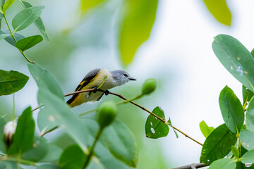 The Scarlet Minivet on a branch