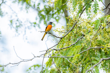 The Scarlet Minivet on a branch