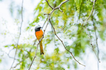 The Scarlet Minivet on a branch