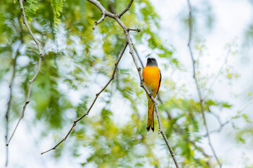 The Scarlet Minivet on a branch