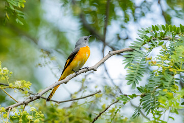 The Scarlet Minivet on a branch