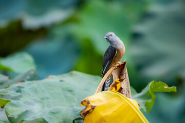 The plaintive cuckoo on a branch