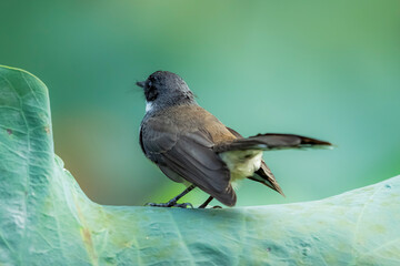 The Fantail Flycatchers on lotus leaf