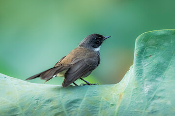 The Fantail Flycatchers on lotus leaf