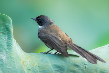 The Fantail Flycatchers on lotus leaf