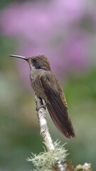 Brown violetear (Colibri delphinae) hummingbird perched on a branch in Mindo, Ecuador
