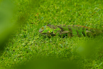 garrobo, green lizard, iguana