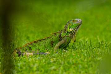 garrobo, green lizard, iguana