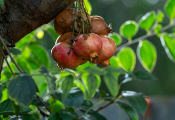 pomegranates on tree