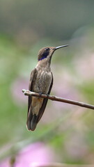 Brown violetear (Colibri delphinae) hummingbird perched on a branch in Mindo, Ecuador