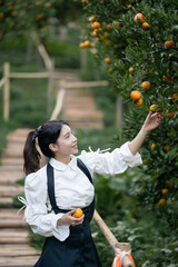 Woman farmer picking carefully ripe  orange in orchard.