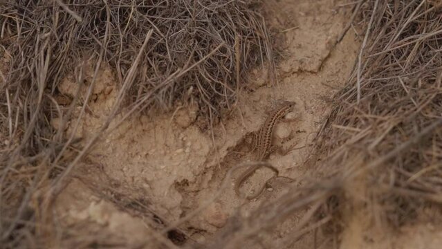Sand Lizard Resting On Arid Ground In Turkey. Overhead